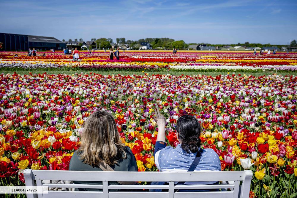 Tourists Visit Tulip Fields - Netherlands