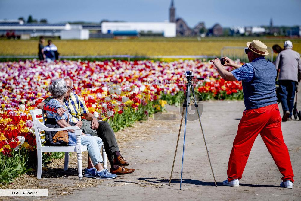 Tourists Visit Tulip Fields - Netherlands