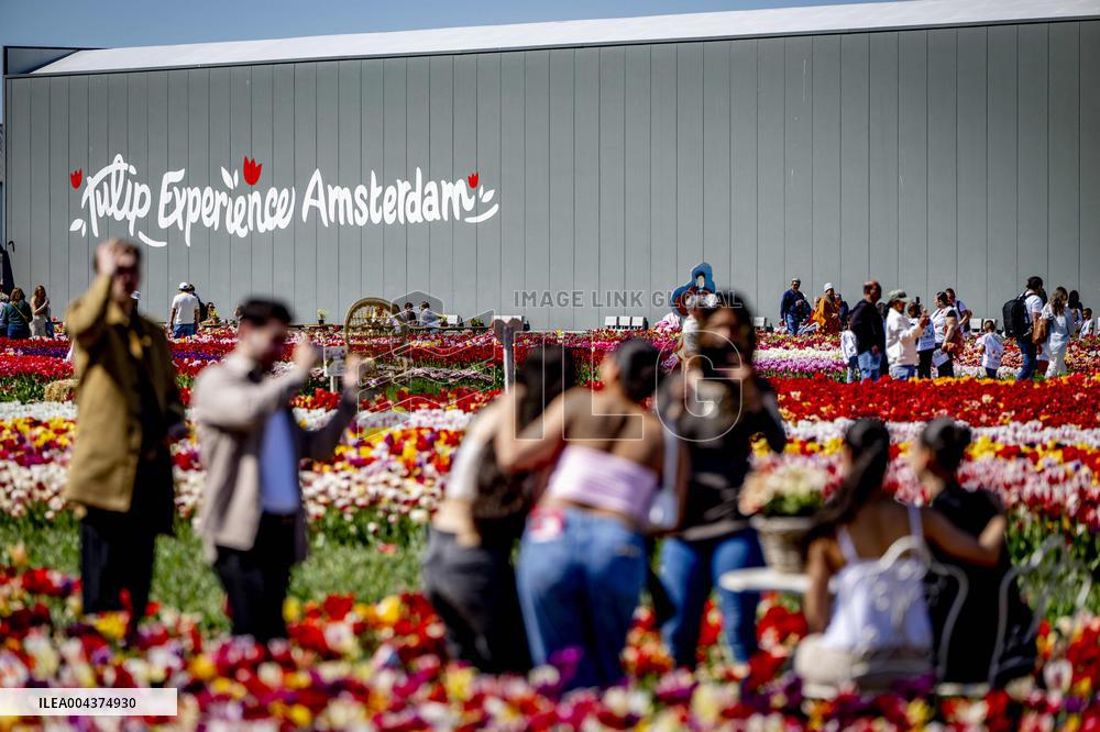 Tourists Visit Tulip Fields - Netherlands