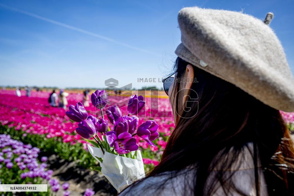 Tourists Visit Tulip Fields - Netherlands
