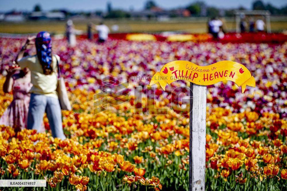 Tourists Visit Tulip Fields - Netherlands