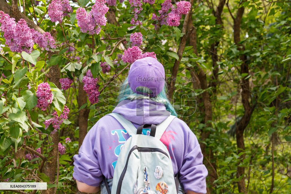 Lilacs bloom at Kyiv's Hryshko Botanical Garden
