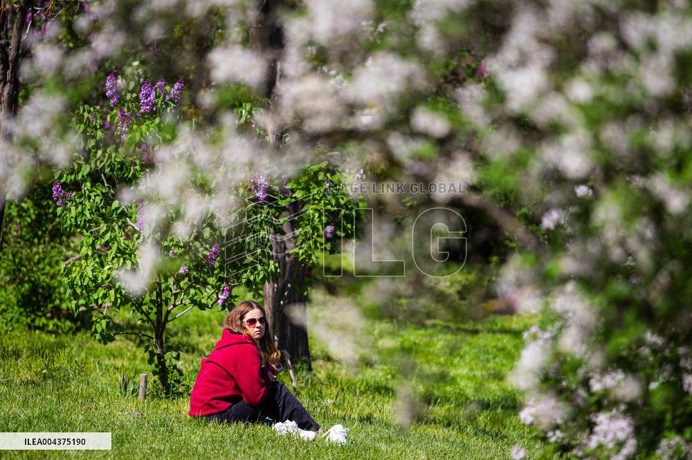 Lilacs bloom at Kyiv's Hryshko Botanical Garden
