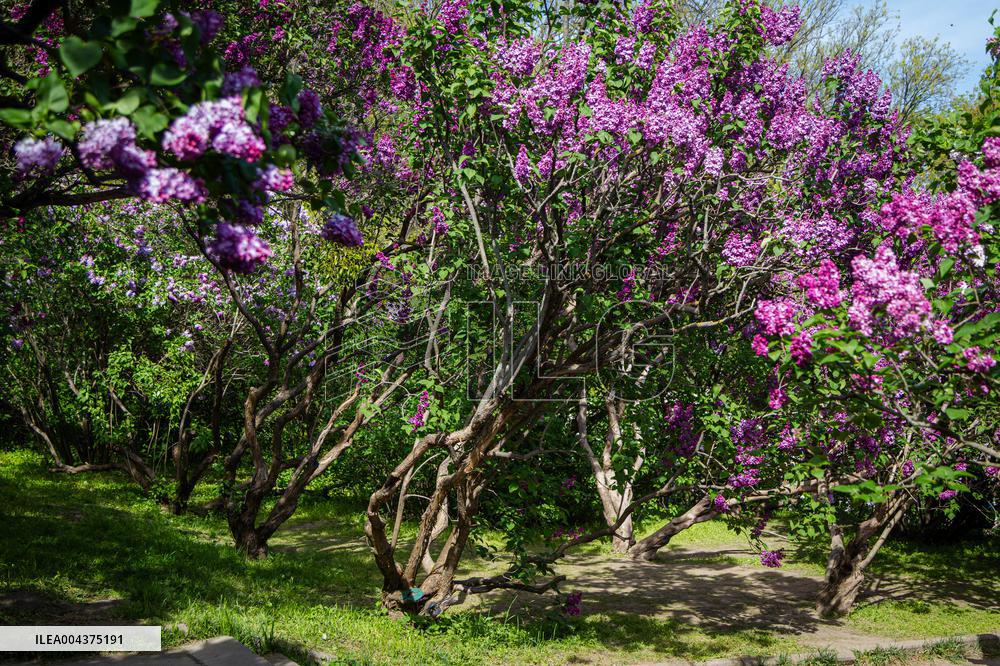 Lilacs bloom at Kyiv's Hryshko Botanical Garden