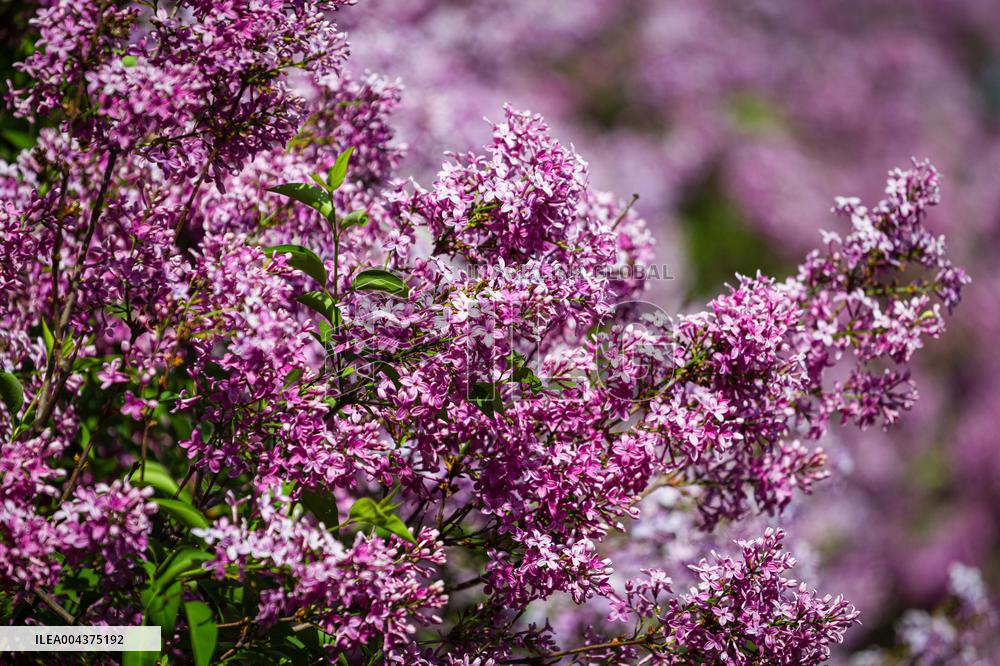 Lilacs bloom at Kyiv's Hryshko Botanical Garden