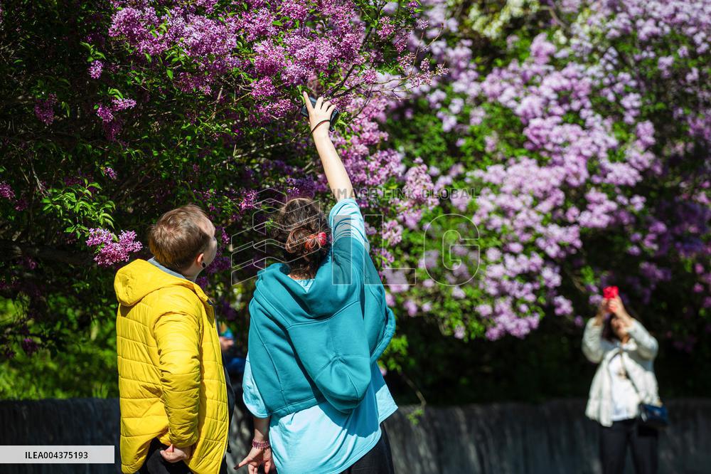 Lilacs bloom at Kyiv's Hryshko Botanical Garden