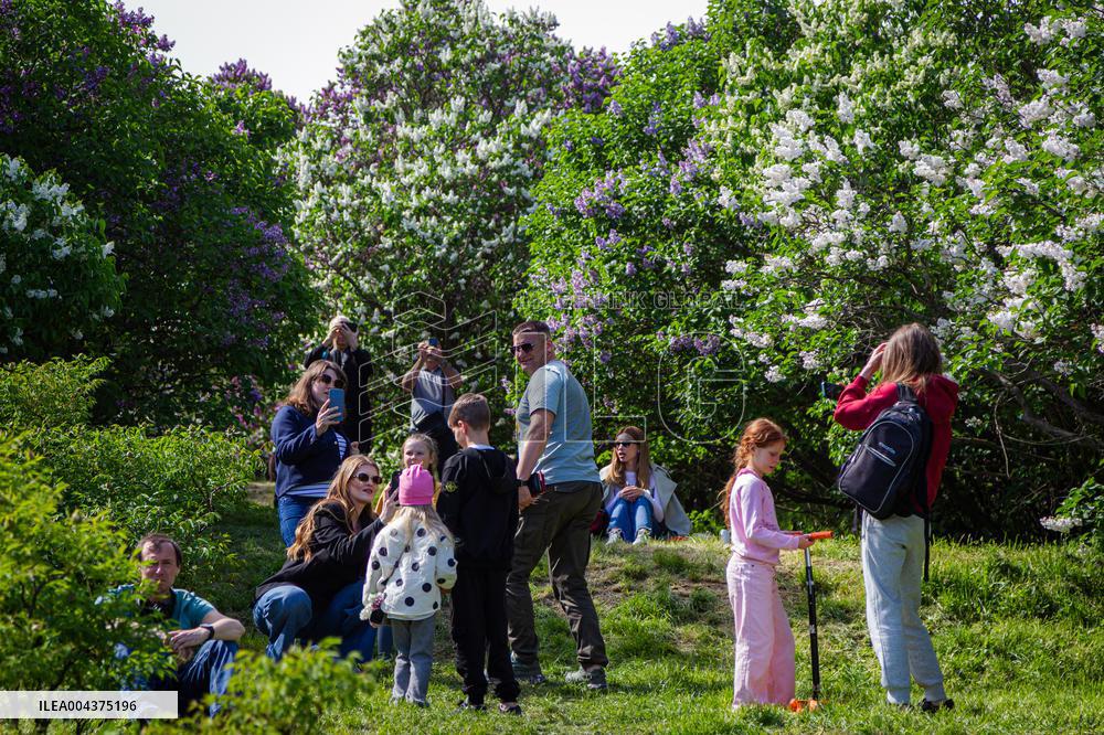 Lilacs bloom at Kyiv's Hryshko Botanical Garden