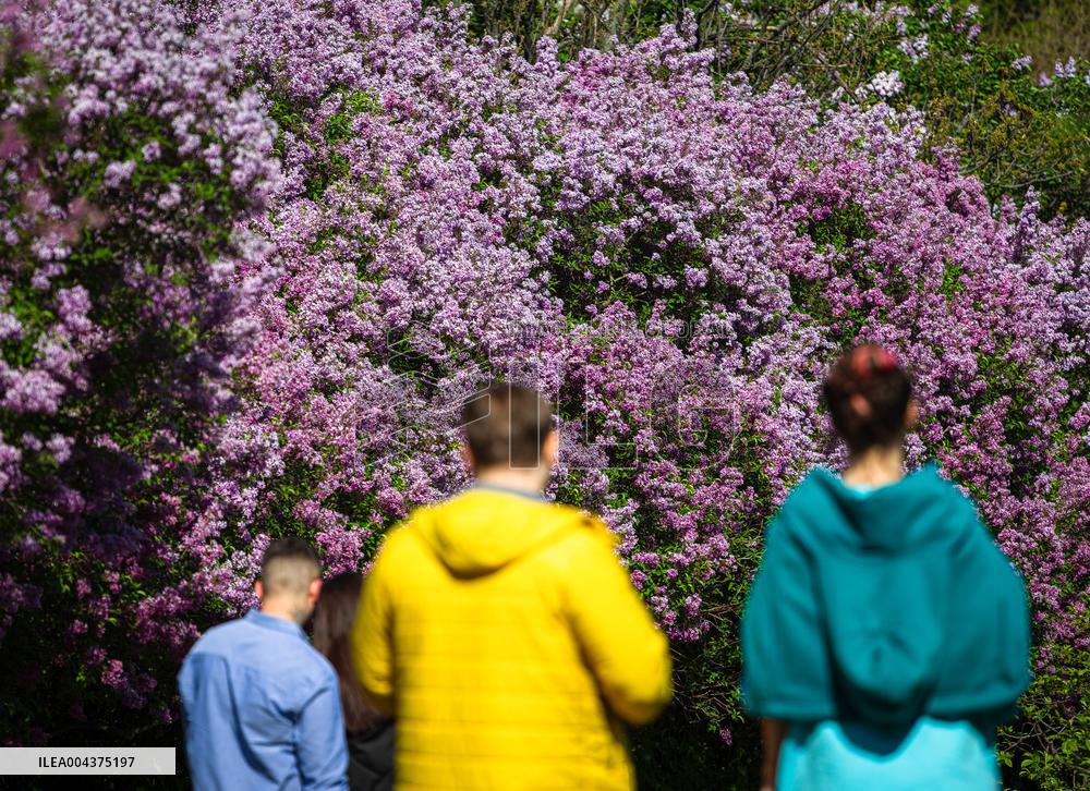 Lilacs bloom at Kyiv's Hryshko Botanical Garden