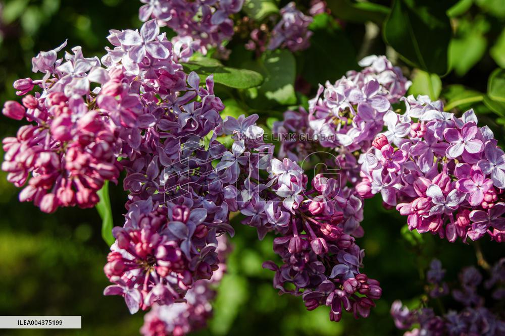 Lilacs bloom at Kyiv's Hryshko Botanical Garden