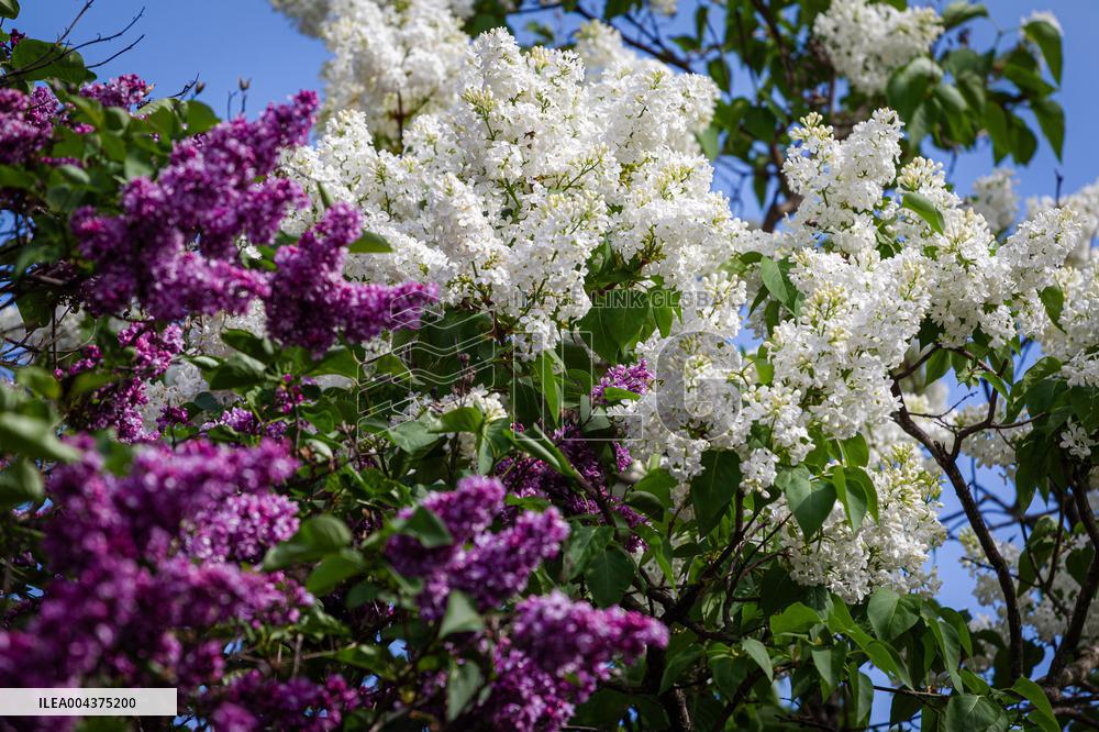 Lilacs bloom at Kyiv's Hryshko Botanical Garden