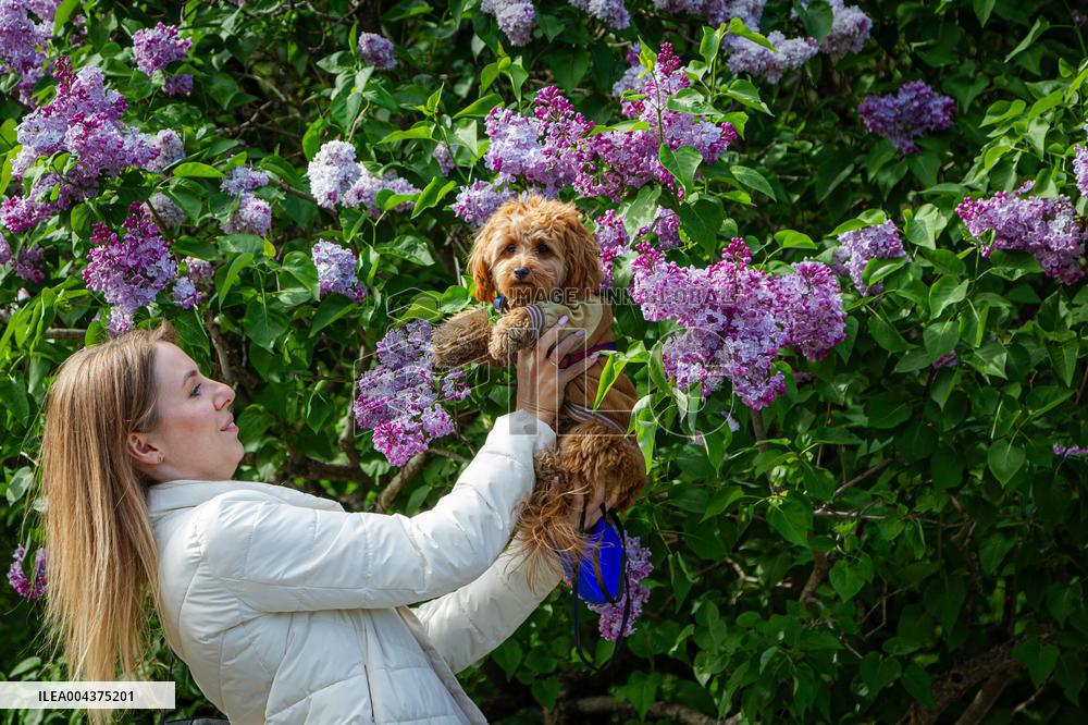 Lilacs bloom at Kyiv's Hryshko Botanical Garden