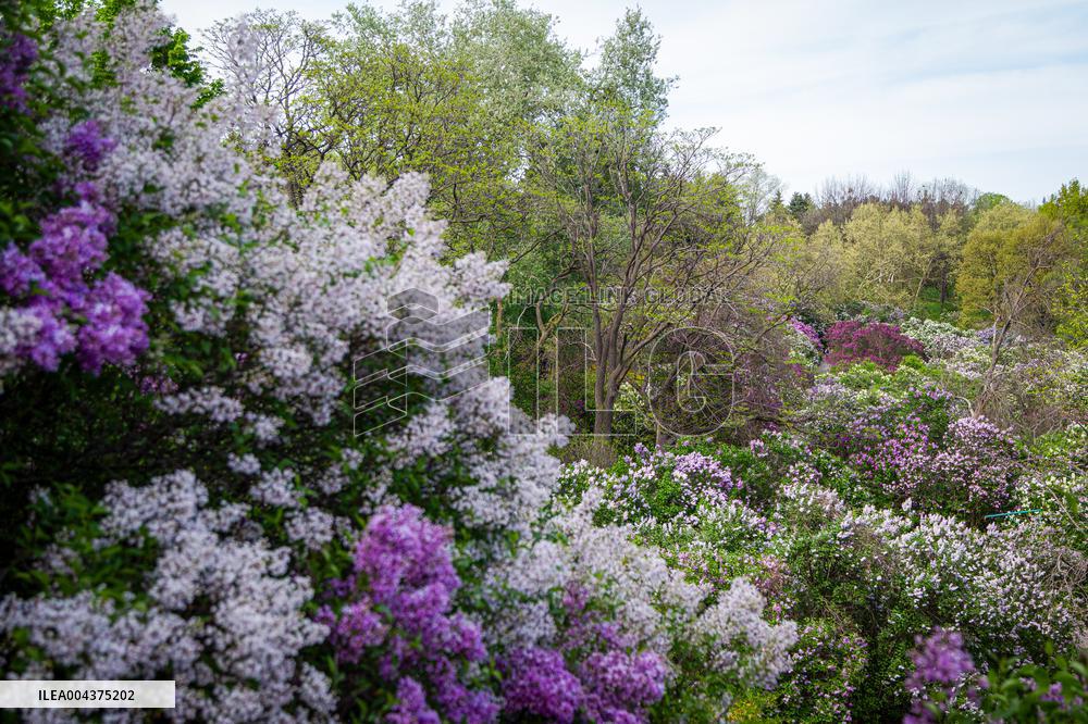 Lilacs bloom at Kyiv's Hryshko Botanical Garden