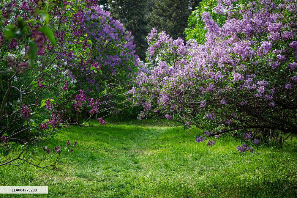 Lilacs bloom at Kyiv's Hryshko Botanical Garden