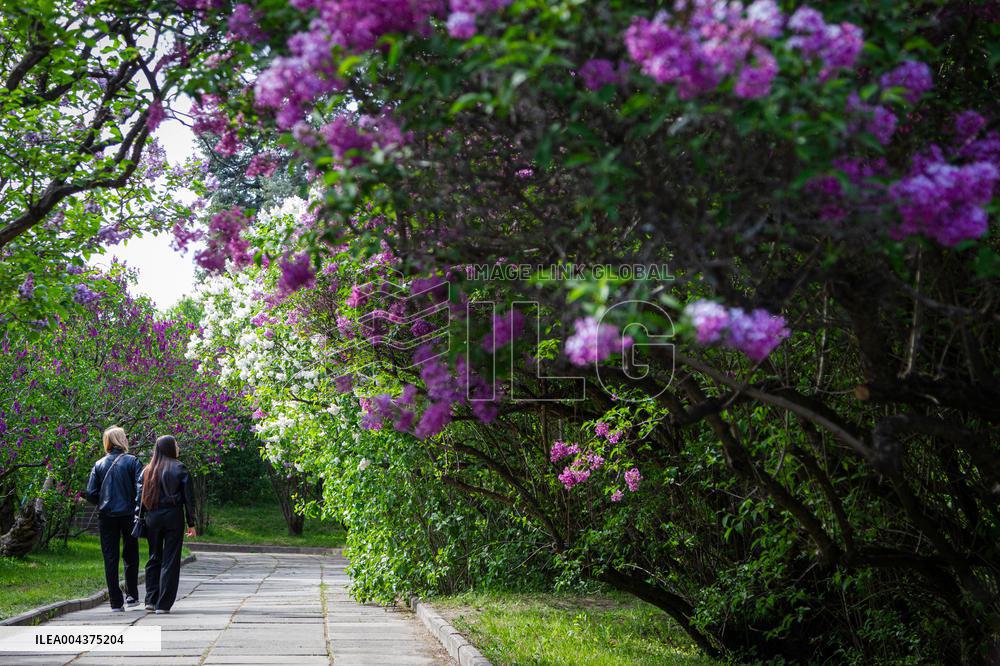 Lilacs bloom at Kyiv's Hryshko Botanical Garden