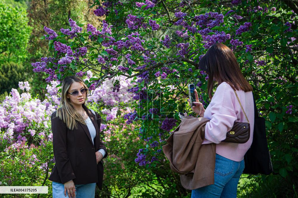 Lilacs bloom at Kyiv's Hryshko Botanical Garden