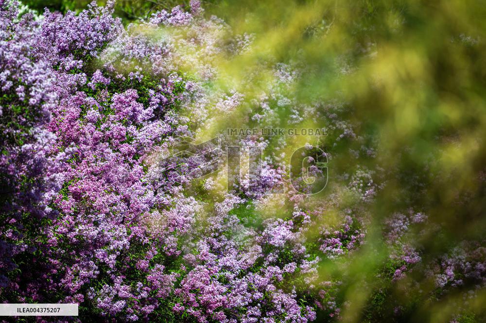 Lilacs bloom at Kyiv's Hryshko Botanical Garden