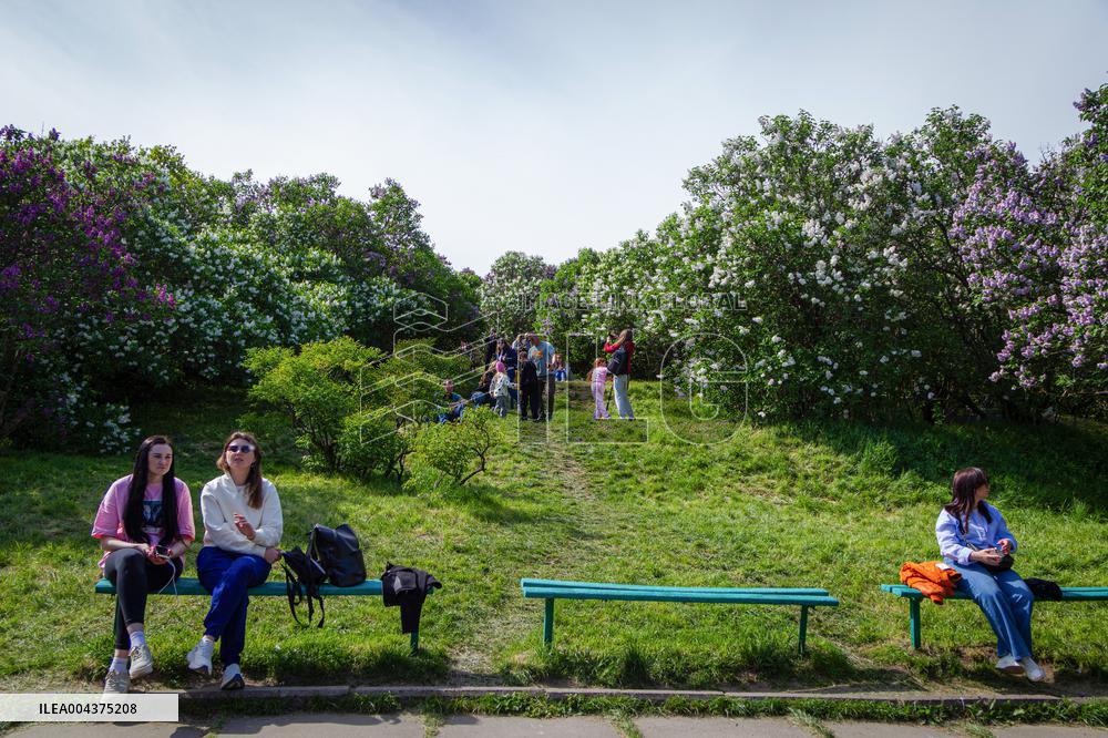 Lilacs bloom at Kyiv's Hryshko Botanical Garden