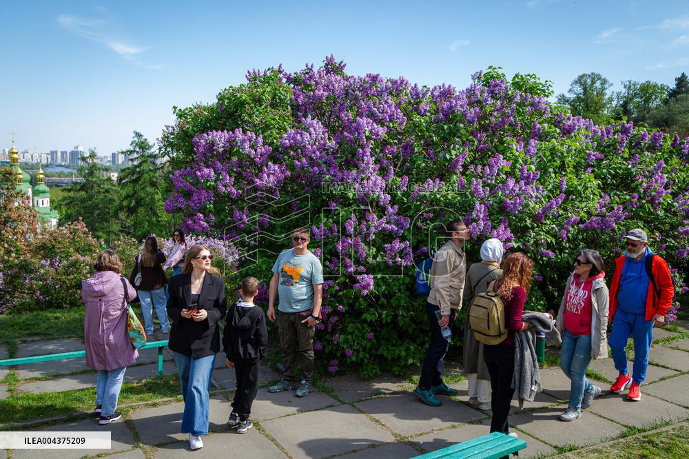 Lilacs bloom at Kyiv's Hryshko Botanical Garden