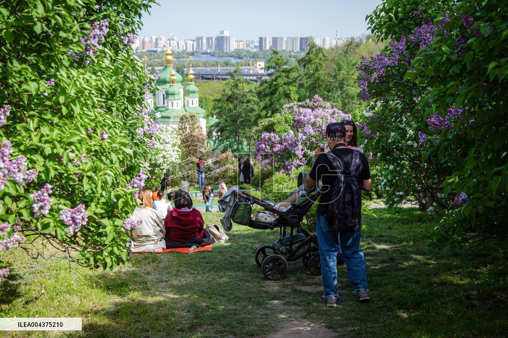 Lilacs bloom at Kyiv's Hryshko Botanical Garden