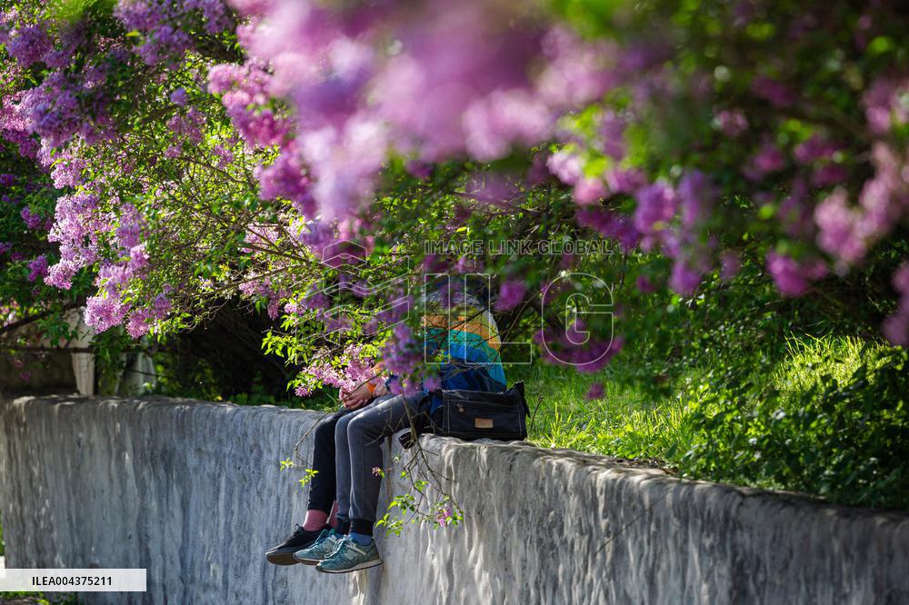 Lilacs bloom at Kyiv's Hryshko Botanical Garden