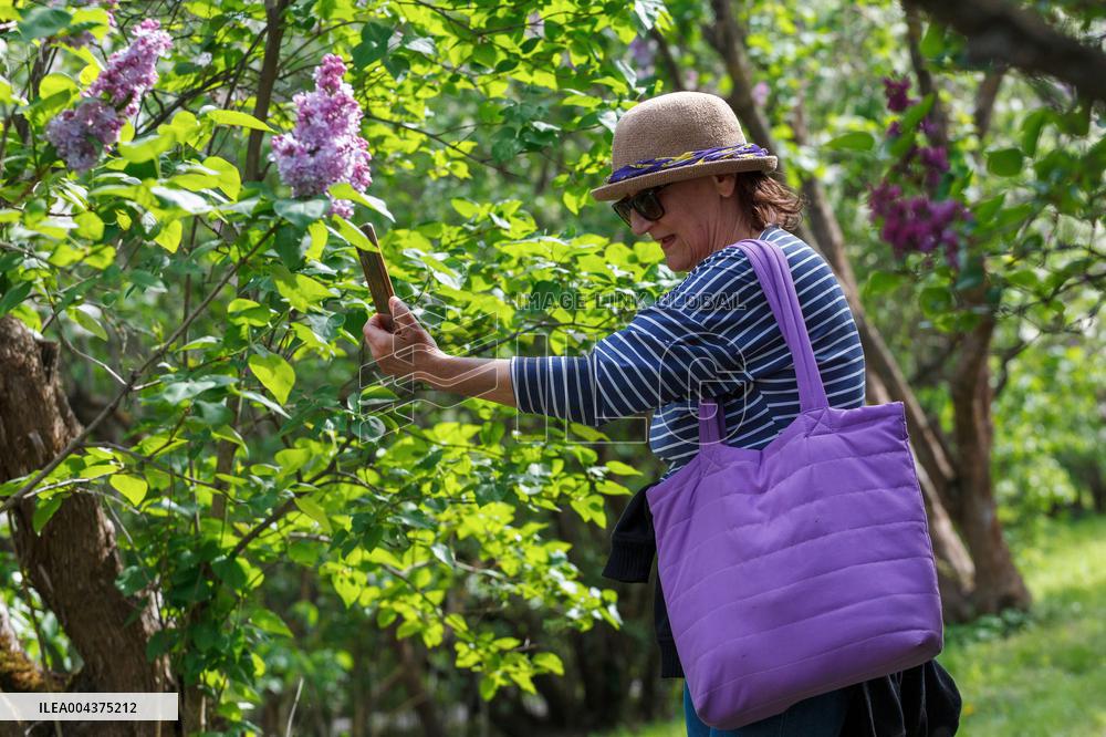 Lilacs bloom at Kyiv's Hryshko Botanical Garden
