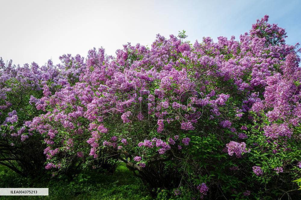 Lilacs bloom at Kyiv's Hryshko Botanical Garden