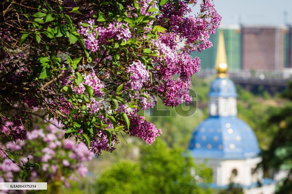 Lilacs bloom at Kyiv's Hryshko Botanical Garden
