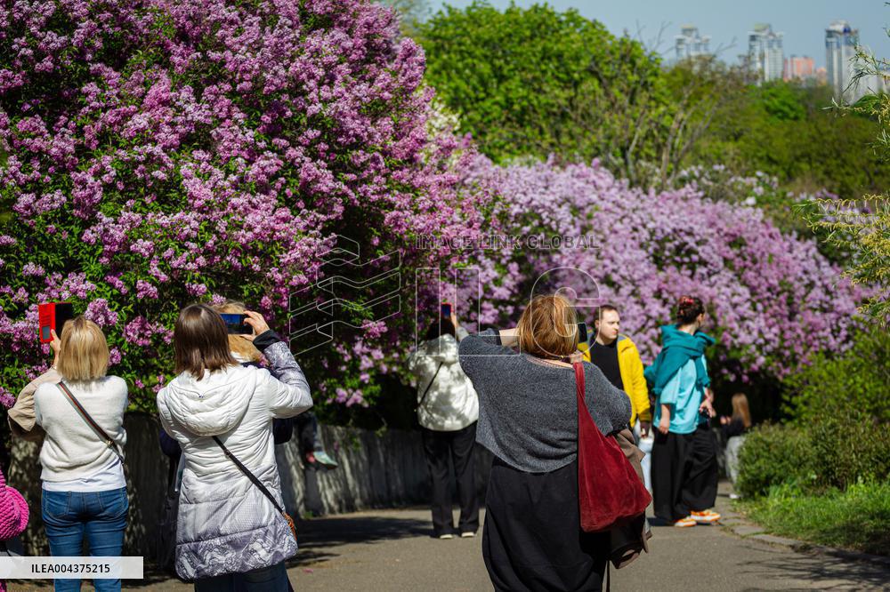 Lilacs bloom at Kyiv's Hryshko Botanical Garden