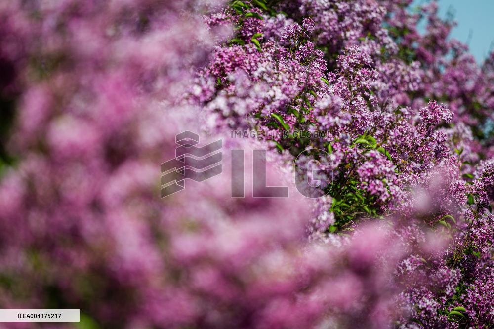 Lilacs bloom at Kyiv's Hryshko Botanical Garden