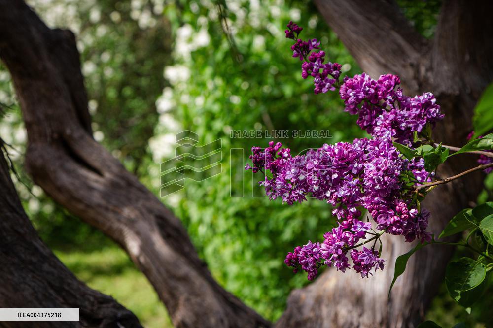 Lilacs bloom at Kyiv's Hryshko Botanical Garden