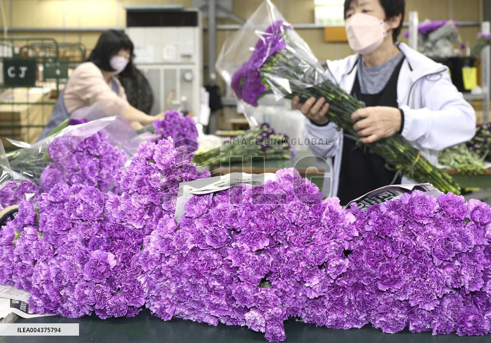 Blue carnations under shipment