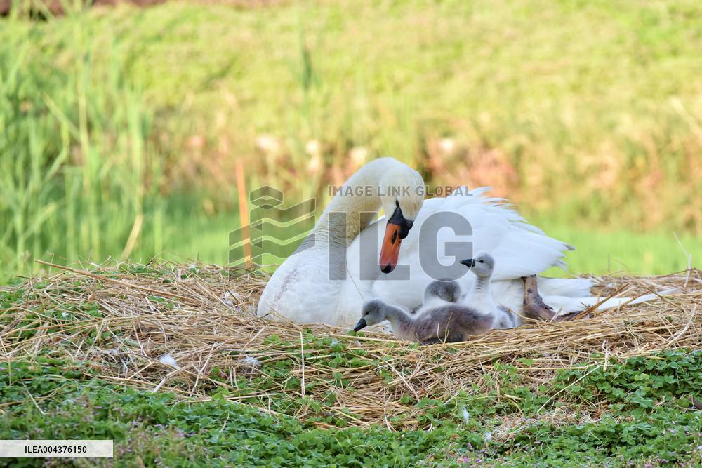 Swan Cubs