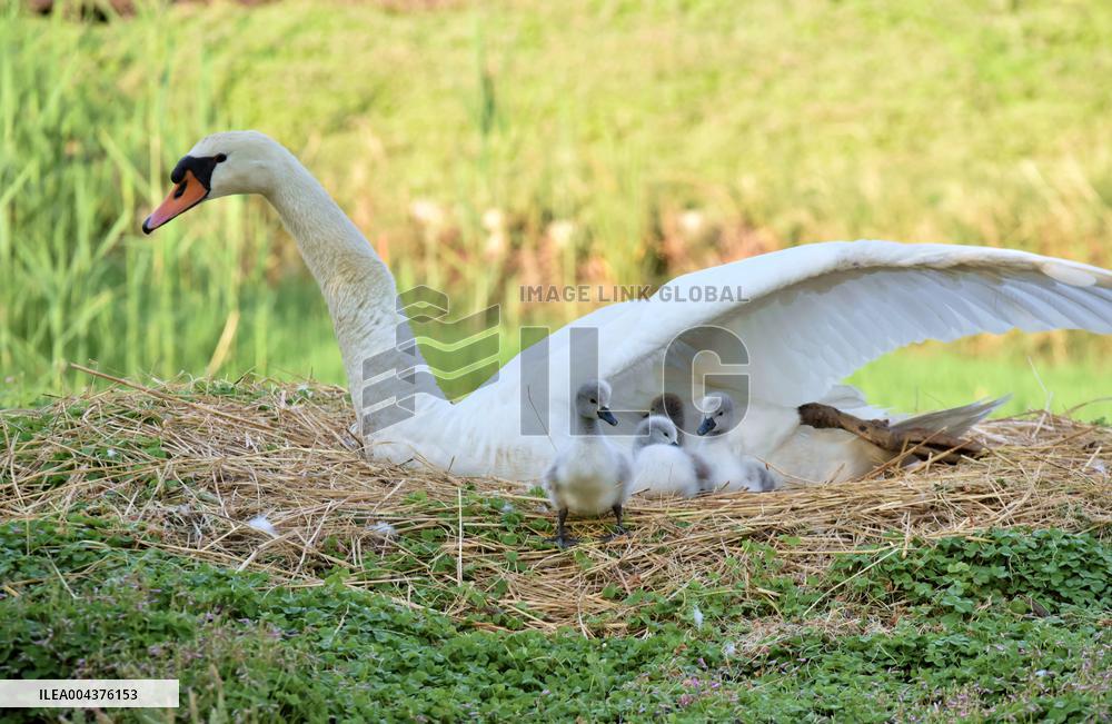 Swan Cubs