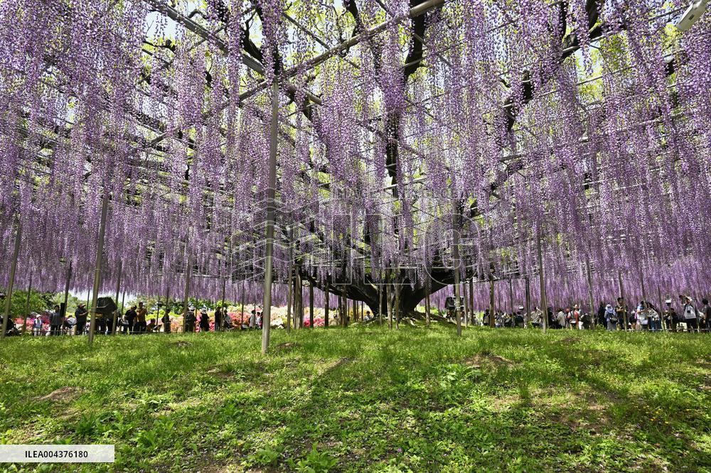 Wisteria flowers in eastern Japan