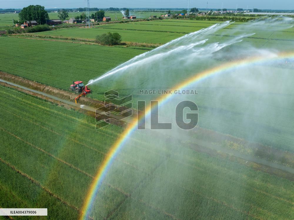 Irrigate Wheat
