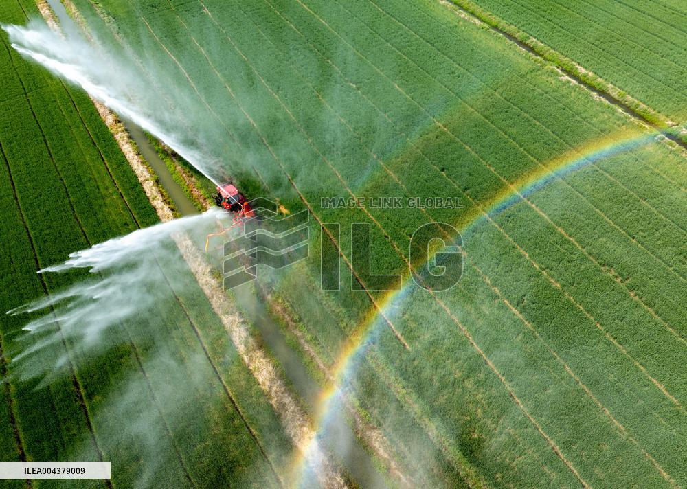 Irrigate Wheat