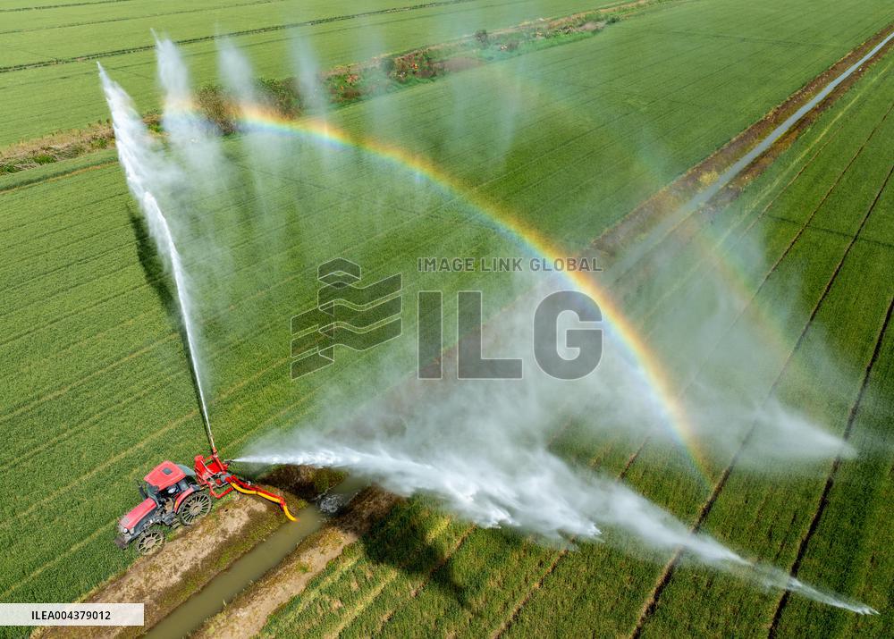 Irrigate Wheat