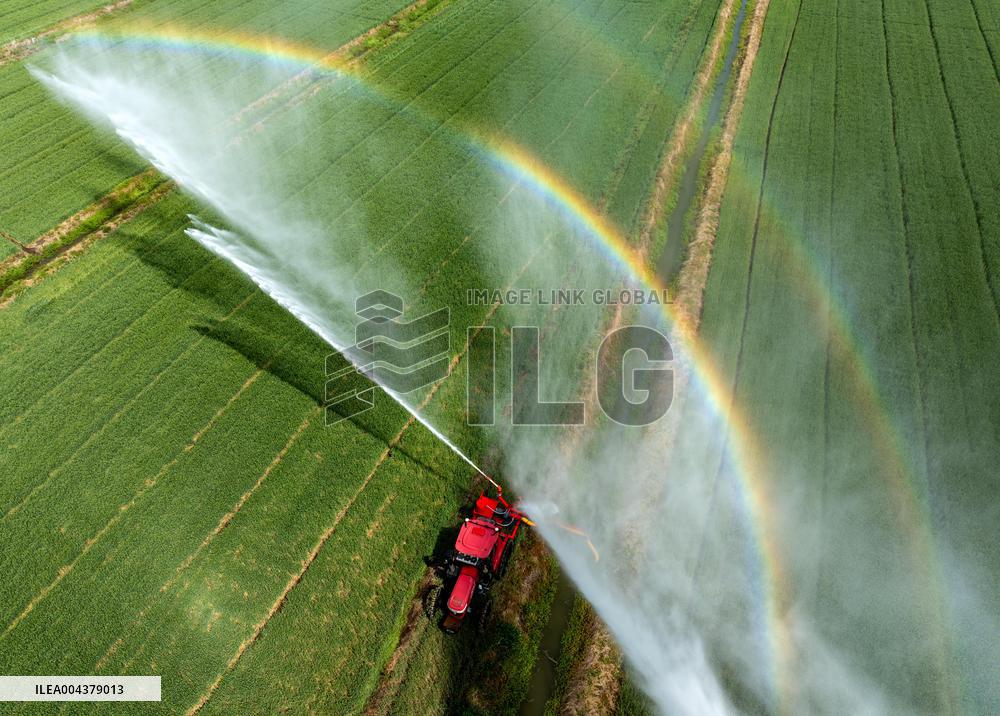 Irrigate Wheat