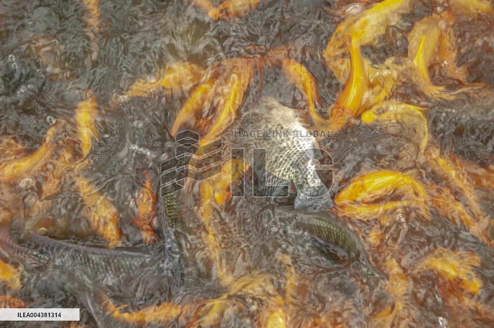 Carp Cultivation - Indonesia