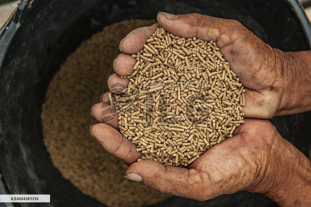 Carp Cultivation - Indonesia