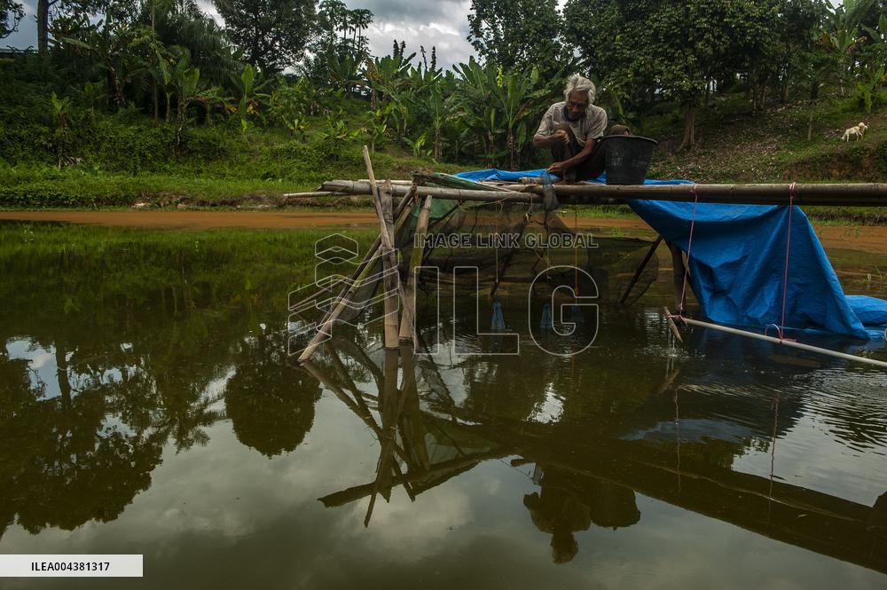 Carp Cultivation - Indonesia