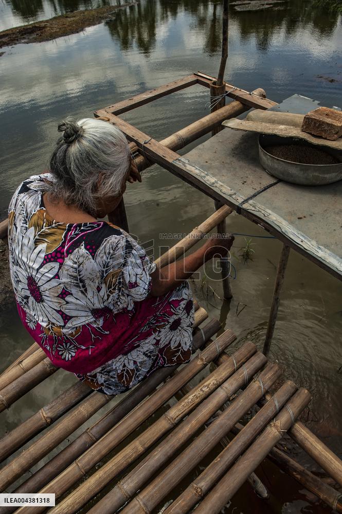 Carp Cultivation - Indonesia