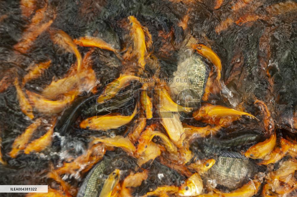 Carp Cultivation - Indonesia