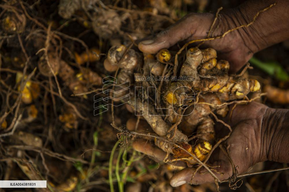 Curcuma Production - Indonesia