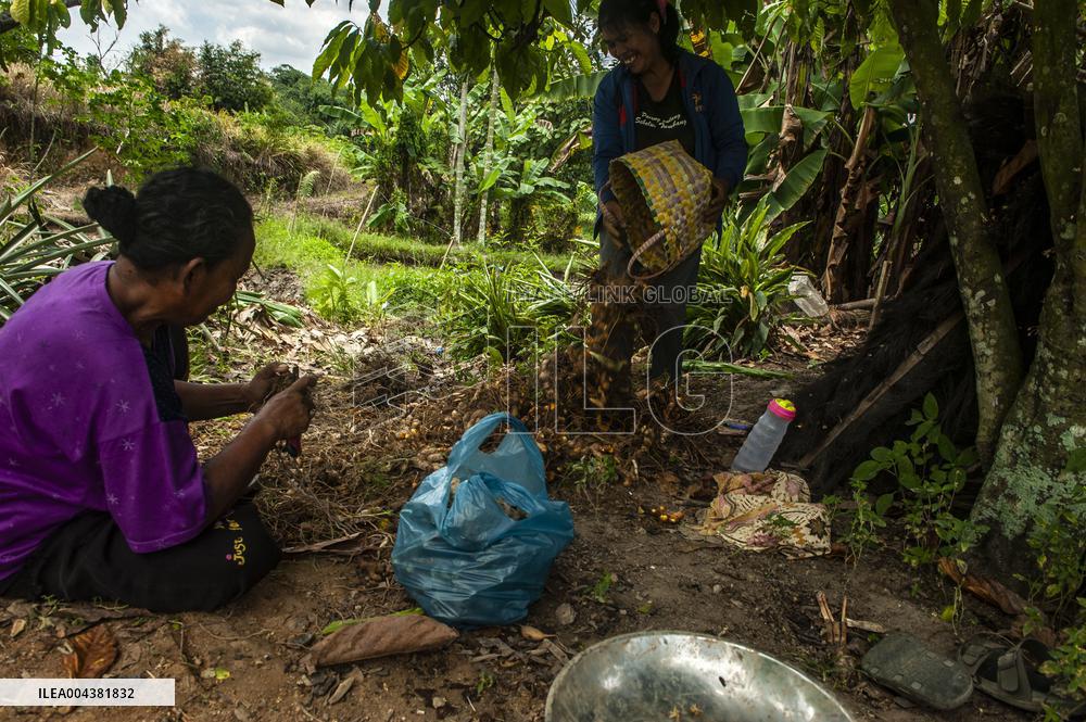 Curcuma Production - Indonesia
