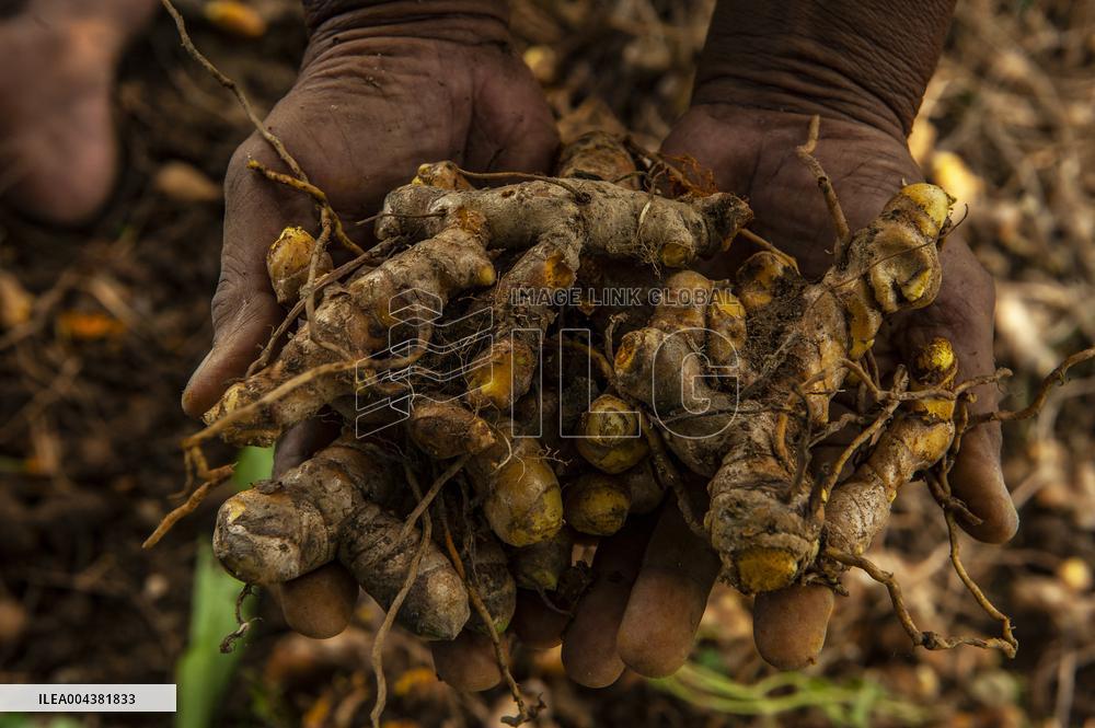 Curcuma Production - Indonesia