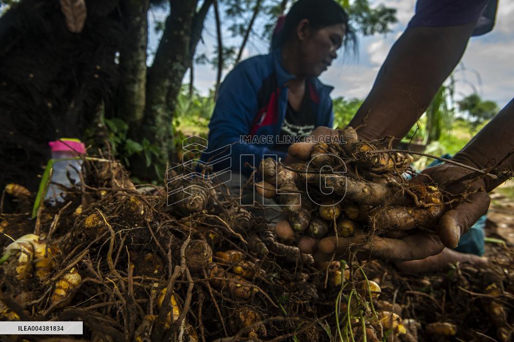Curcuma Production - Indonesia