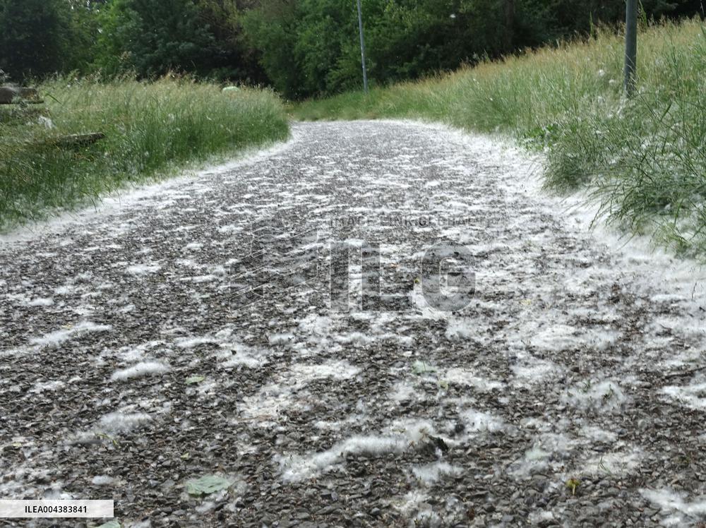 The Pollen Season Has Begun - Italy