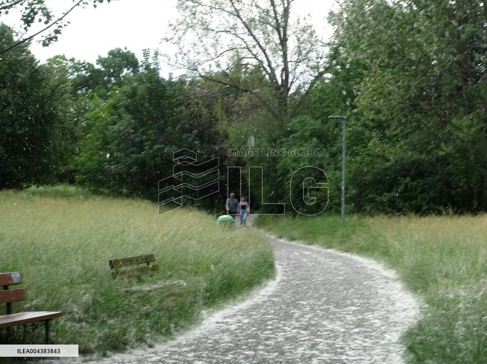 The Pollen Season Has Begun - Italy
