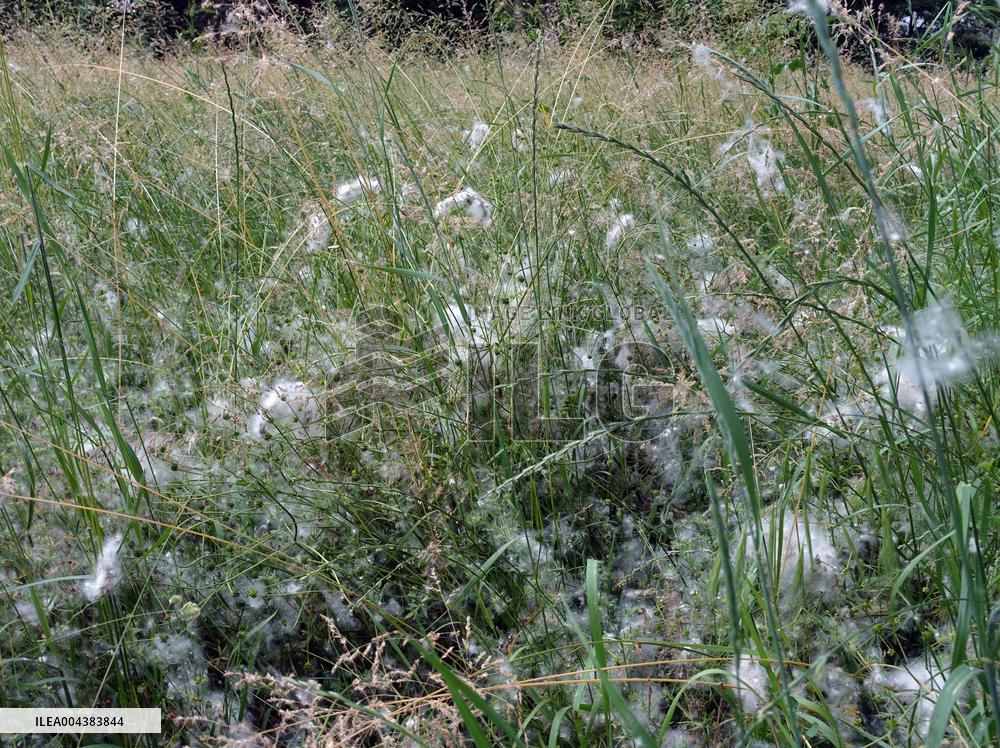 The Pollen Season Has Begun - Italy